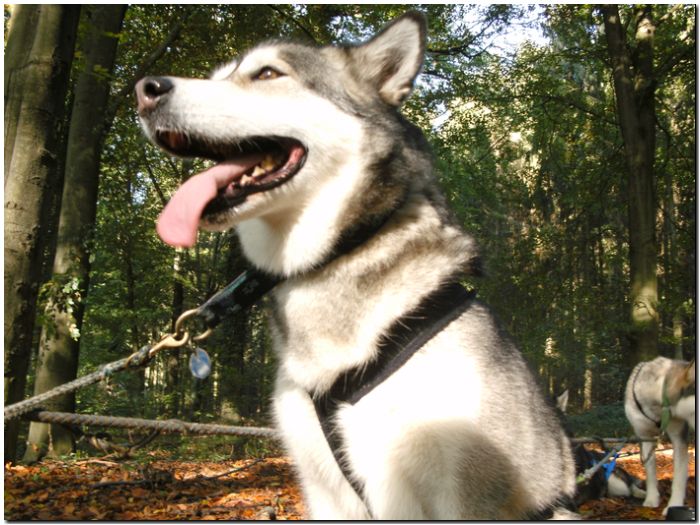 Tour Odenwald 090.jpg